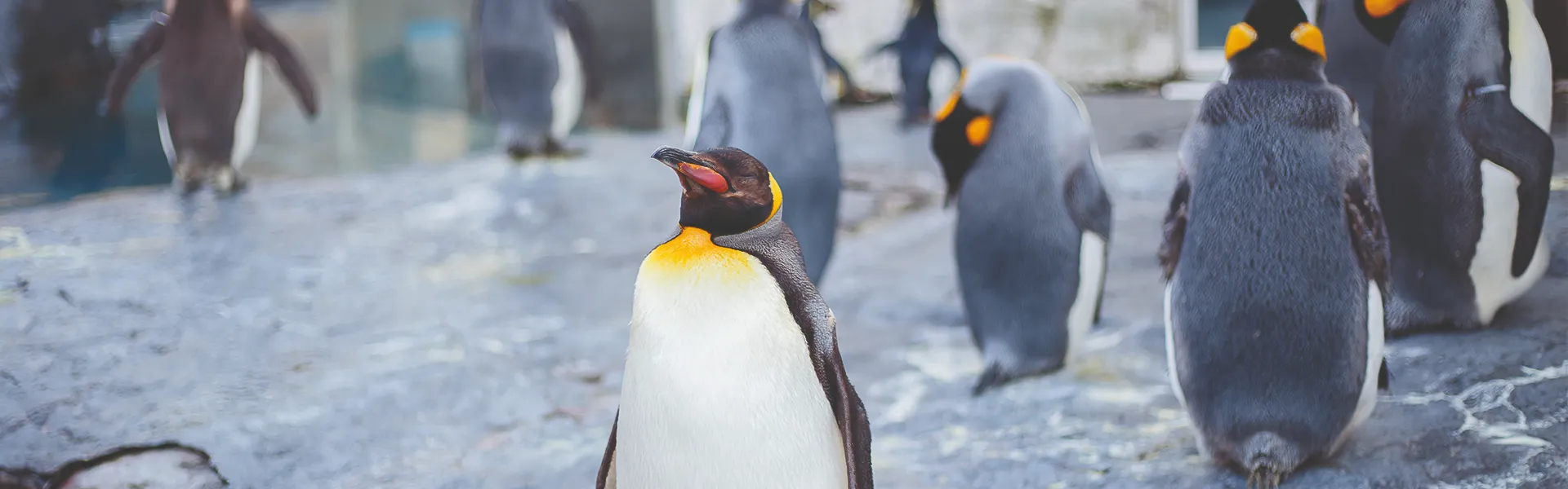 Penguins in a zoo