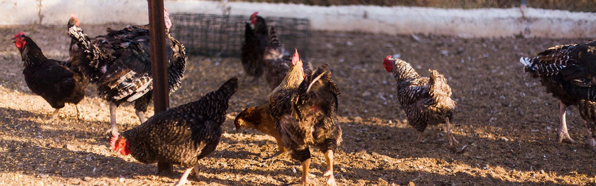Chickens
