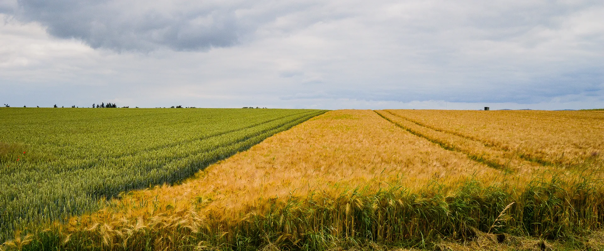 Crop field UK farm
